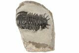 Uncommon Crotalocephalus Trilobite - Atchana, Morocco #189747-3